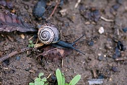 Weinbergschnecke-010.JPG