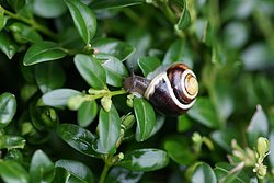 Weinbergschnecke-013.JPG