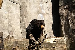 Malaienbaer-6.JPG
