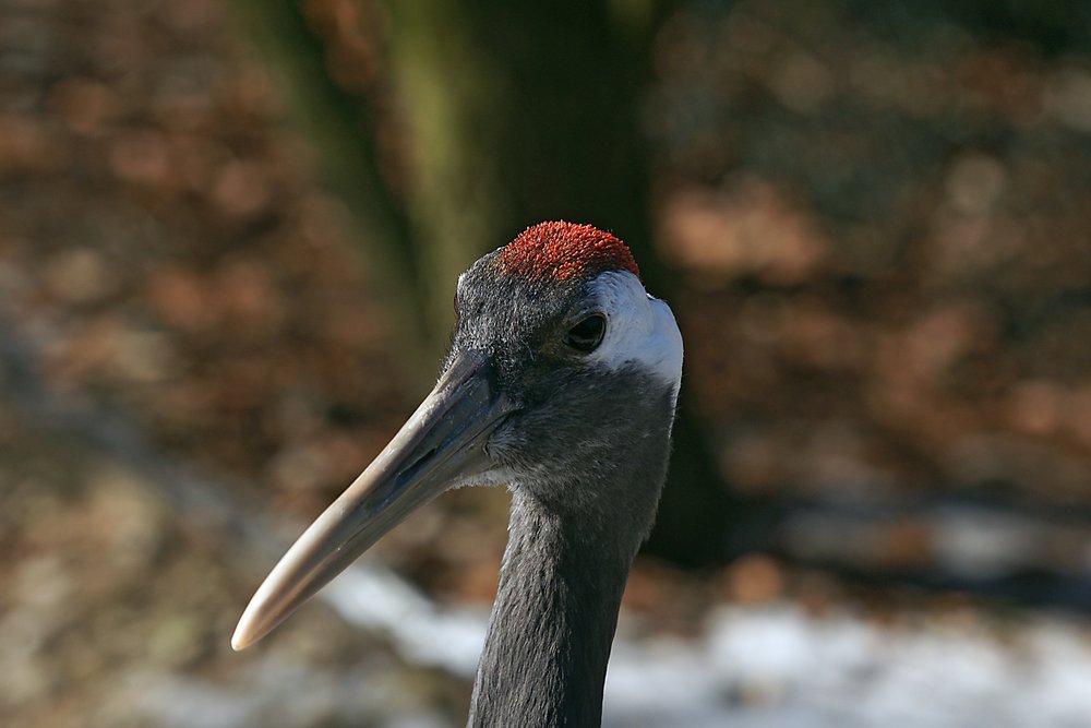 Mandschurkenkranich-08.jpg