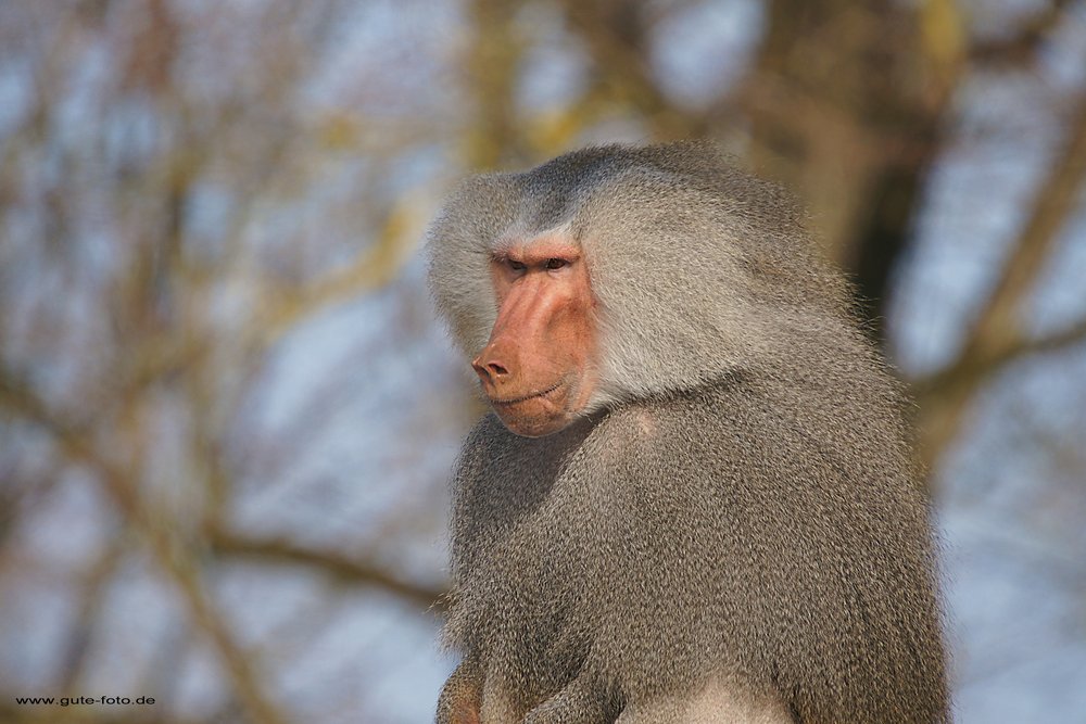 Mantelpavian-03.jpg
