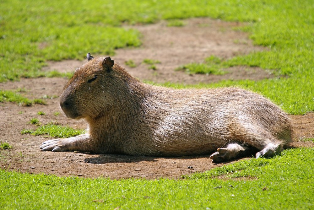 Mara2.JPG