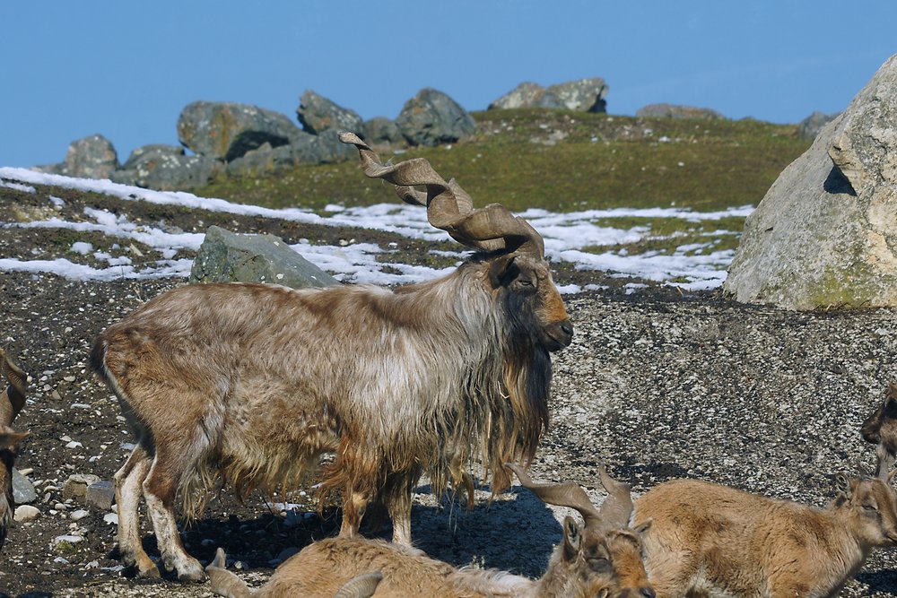 Markhor-03.jpg