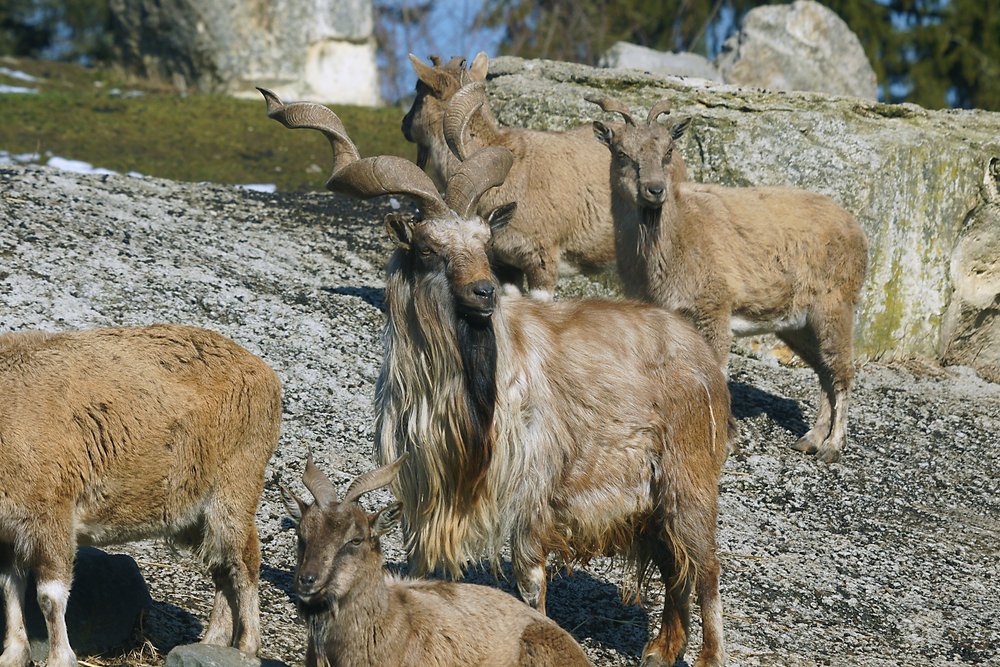 Markhor-05.jpg