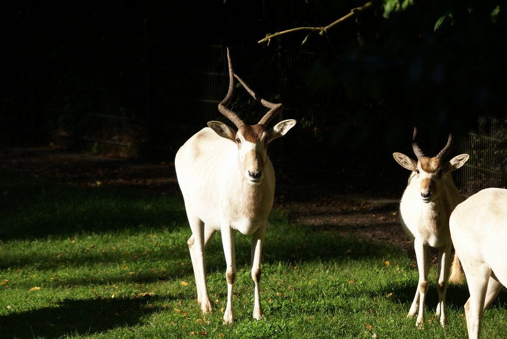 Mendes-Antilope-3.jpg