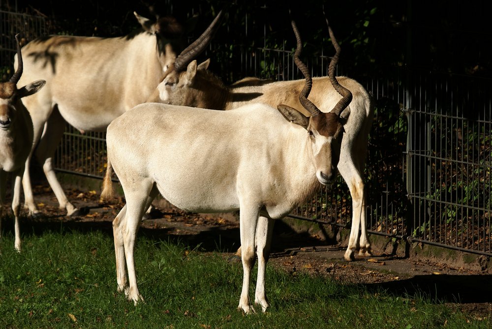 Mendes-Antilope-4.jpg