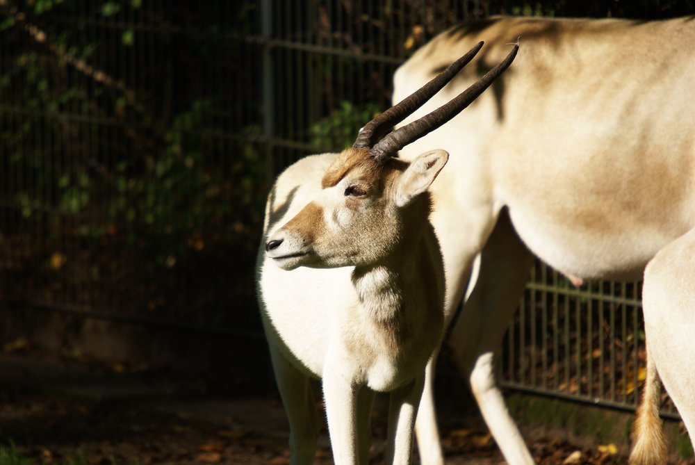 Mendes-Antilope-5.jpg