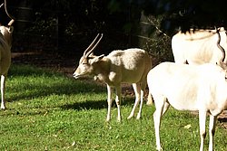 Mendes-Antilope-2.jpg