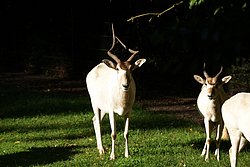 Mendes-Antilope-3.jpg