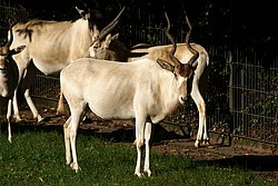 Mendes-Antilope-4.jpg