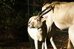 Mendes-Antilope-5.jpg