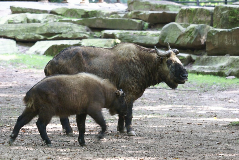 Mishmi-Takin-3.JPG