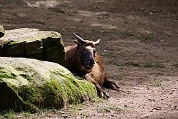 Mishmi-Takin-1.jpg