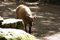 Mishmi-Takin-2.jpg