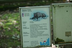 Mishmi-Takin-4.JPG