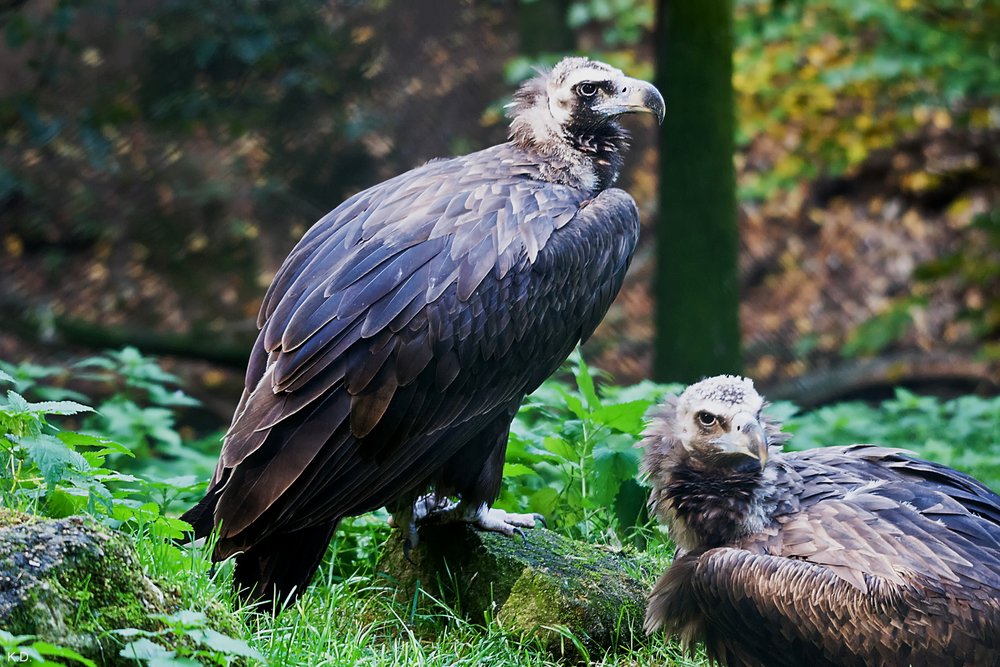 Moenchsgeier-08.JPG