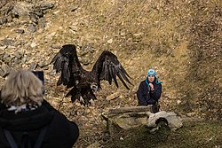 Moenchsgeier-03.jpg