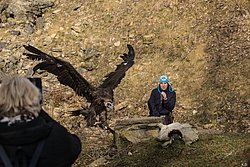 Moenchsgeier-04.jpg