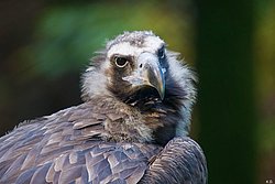 Moenchsgeier-05.JPG