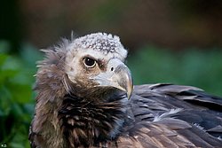 Moenchsgeier-06.JPG