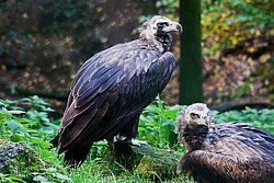 Moenchsgeier-08.JPG