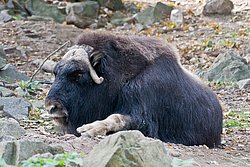 Moschusochse-03.JPG