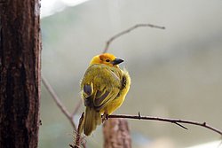 Napoleonweber-02.jpg