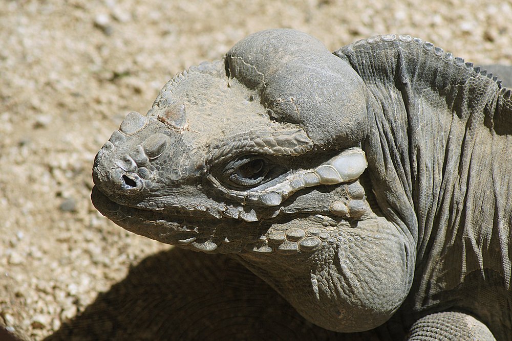 Nashorn-Leguan-03.jpg