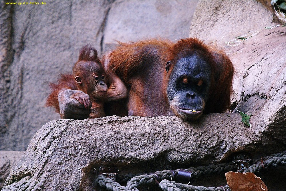 Orang-Utan-03.jpg