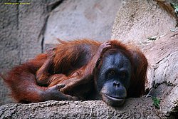 Orang-Utan-01.jpg