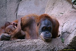 Orang-Utan-02.jpg