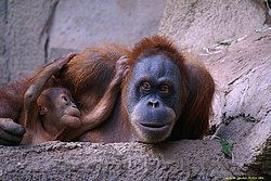 Orang-Utan-04.jpg
