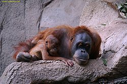 Orang-Utan-05.jpg