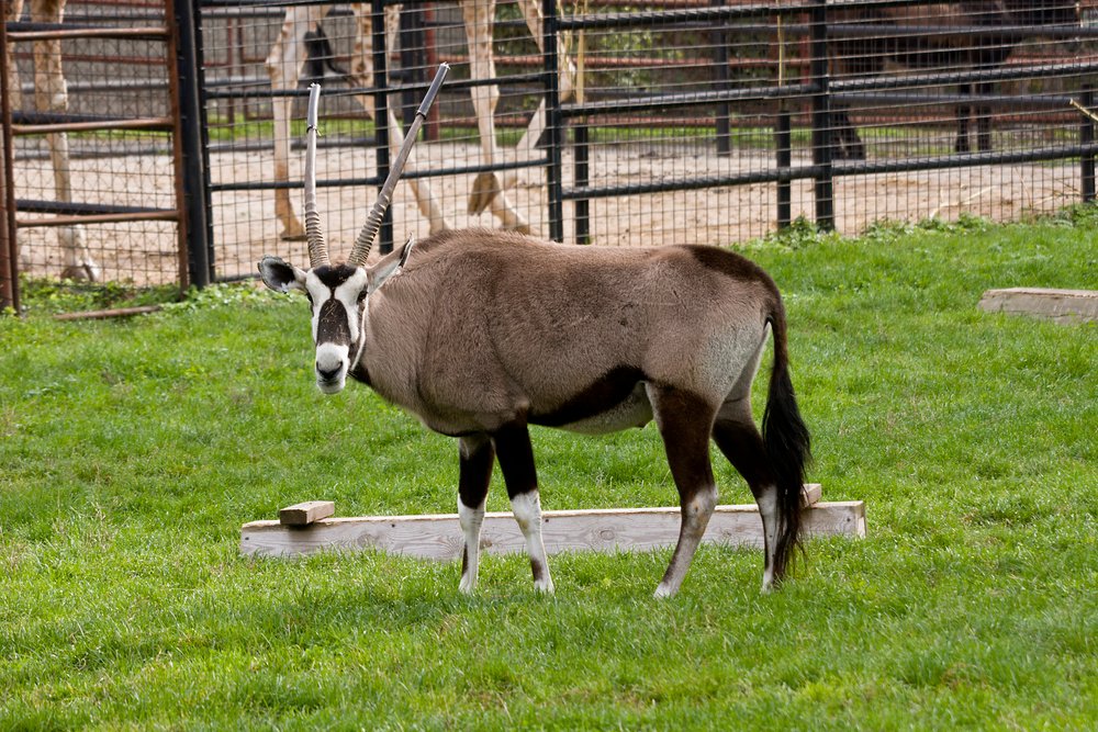 Ostafrikanischer Oryx-01.JPG