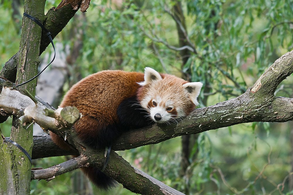 kleiner-Panda3.JPG