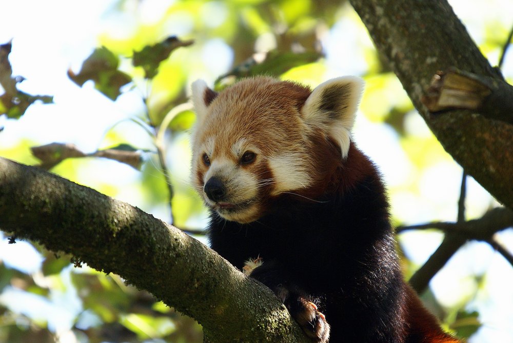 kleiner-Panda5.JPG