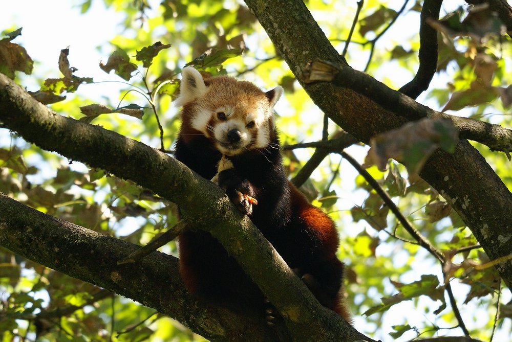 kleiner-Panda6.JPG