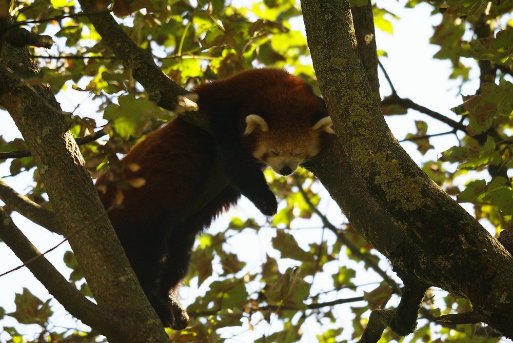 kleiner-Panda7.JPG