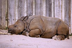 Panzernashorn-2.jpg