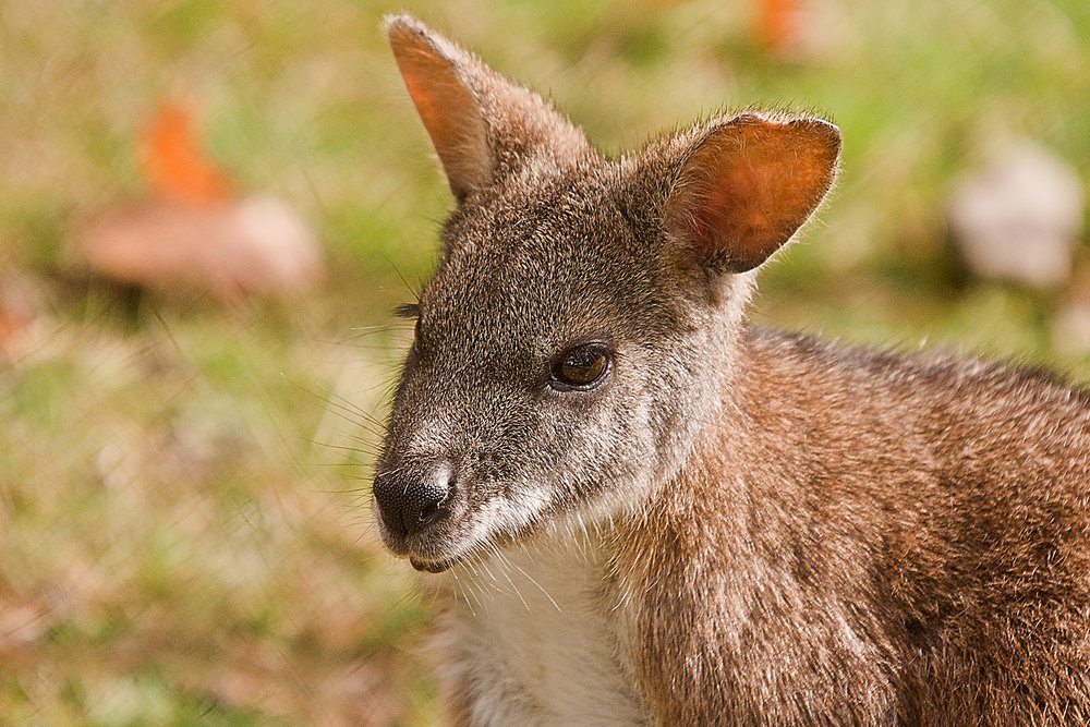 Parrmawallaby-01.JPG