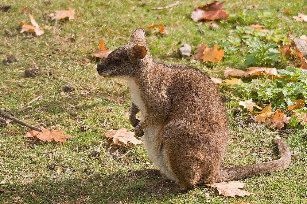 Parrmawallaby-04.JPG