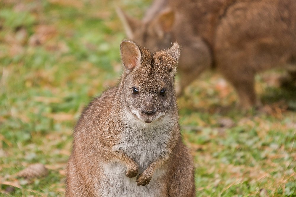 Parrmawallaby-05.JPG
