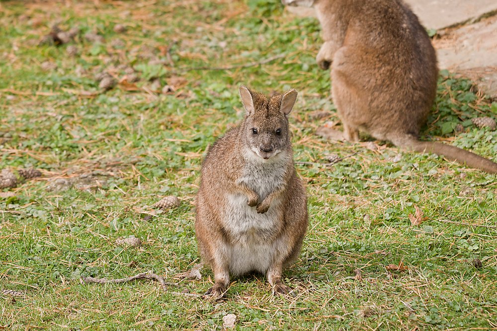 Parrmawallaby-06.JPG