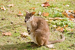 Parrmawallaby-03.JPG