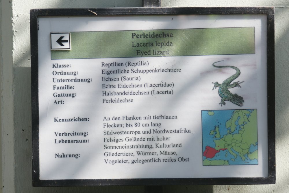 Perleidechse-05.JPG