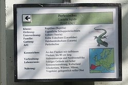 Perleidechse-05.JPG