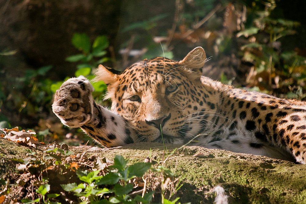 Persischer Leopard-02.JPG