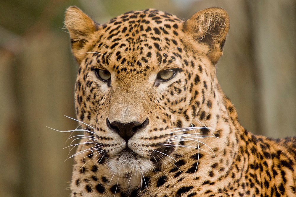 Persischer Leopard-03.JPG
