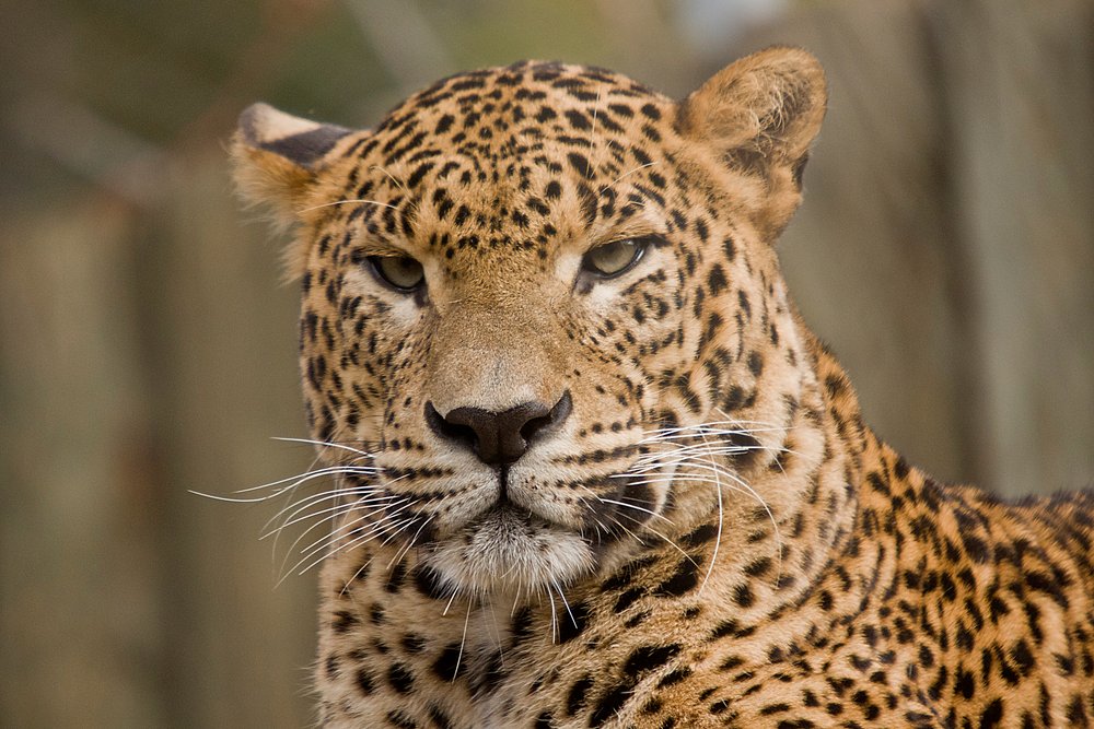 Persischer Leopard-04.JPG