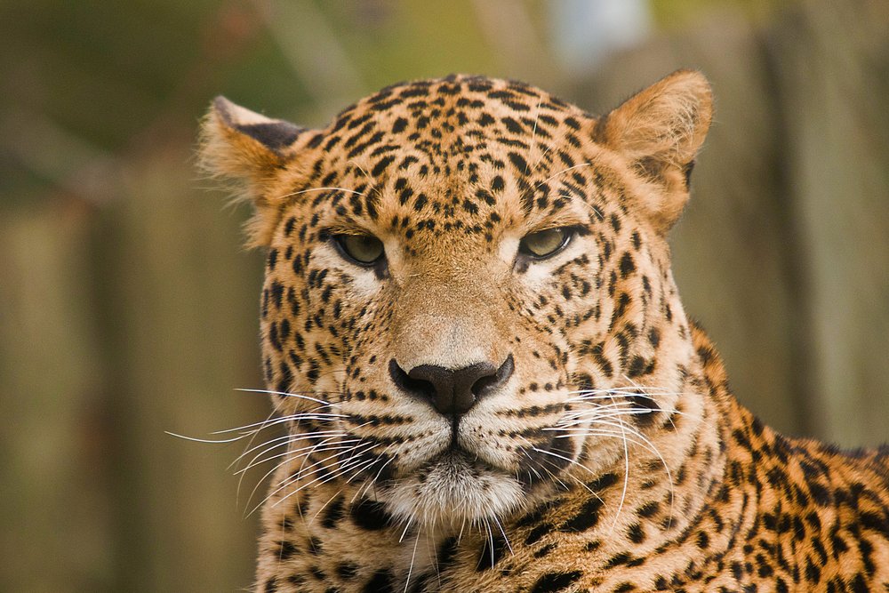 Persischer Leopard-05.jpg